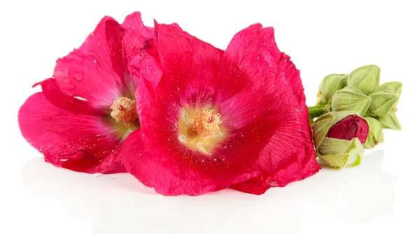 Fleurs de mauve rose, isolées sur blanc — Photo