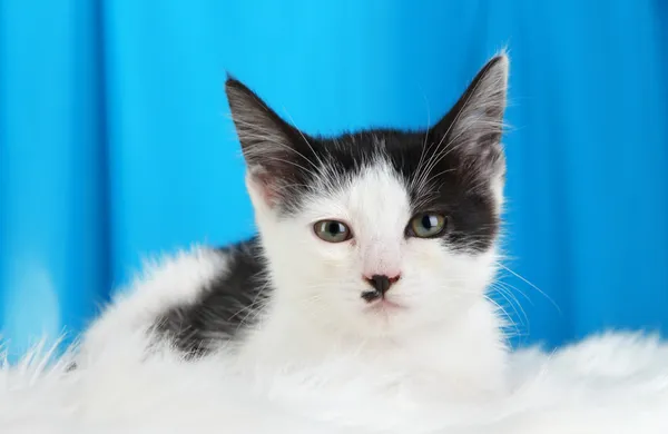 Small kitten on white carpet on fabric background — Stock Photo, Image