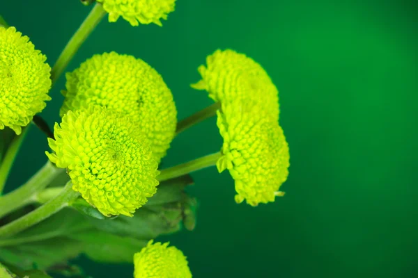 Vackra gröna chrysanthemum på mörkgrön bakgrund — Stockfoto