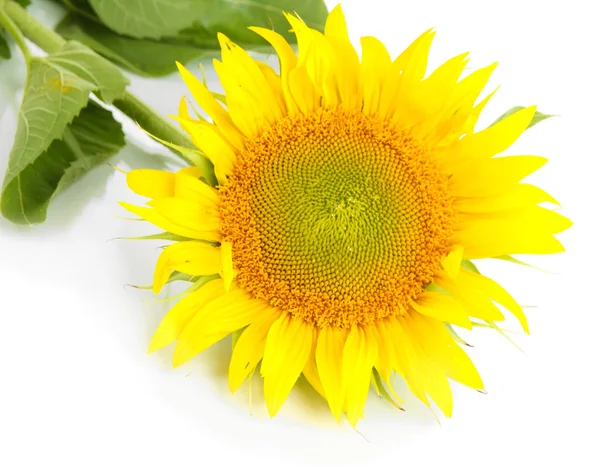 Sunflower isolated on white — Stock Photo, Image