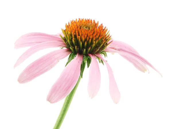 Flor de equinácea aislada en blanco —  Fotos de Stock