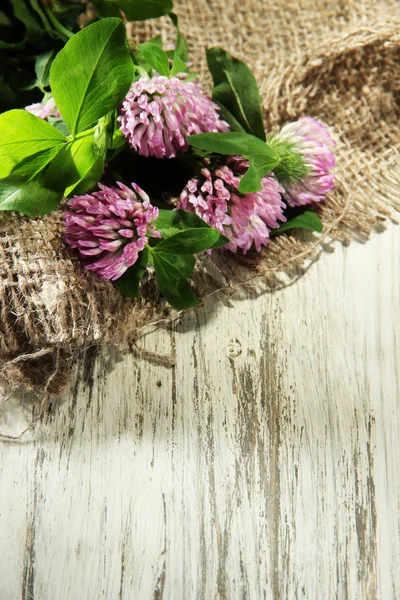 Flores de trevo com folhas no fundo de madeira — Fotografia de Stock