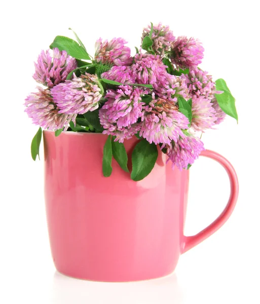 Clover blommor i cup isolerad på vit — Stockfoto