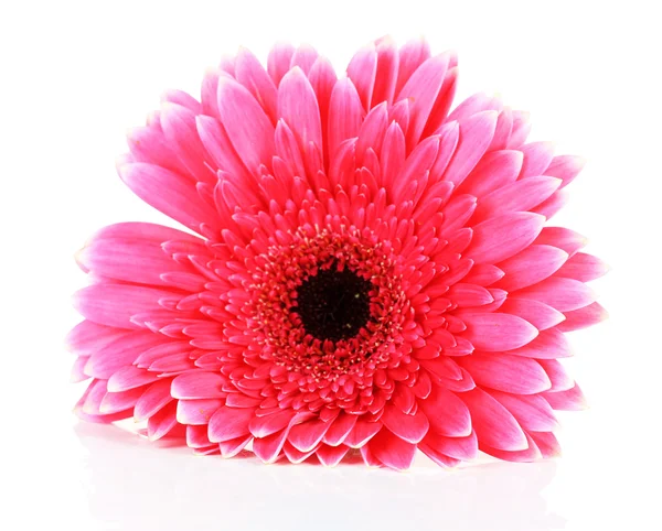 Güzel pembe gerbera çiçek üzerinde beyaz izole — Stok fotoğraf