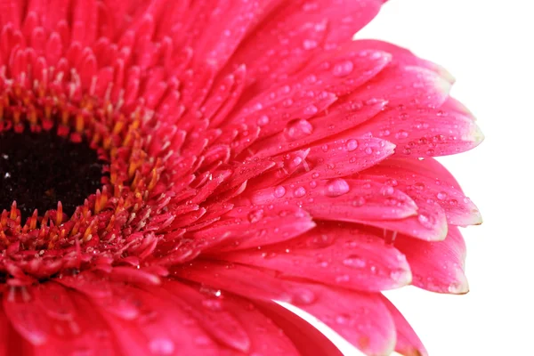 美しいピンクのガーベラの花白で隔離されます。 — ストック写真