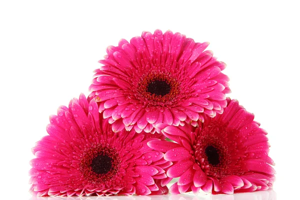 Lindas flores de gerbera rosa isoladas em branco — Fotografia de Stock