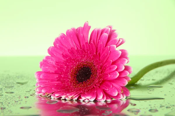 Beautiful pink gerbera flower, close up — Stock Photo, Image