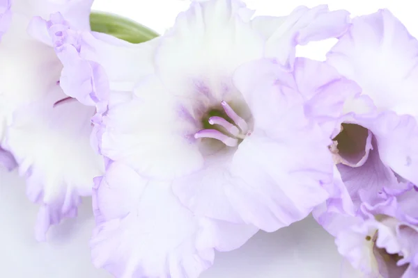 Hermosa flor de gladiolo de cerca — Foto de Stock