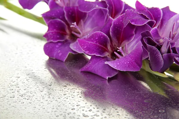 Mooie gladiolen bloem close-up — Stockfoto