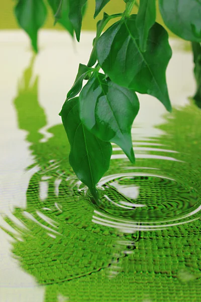 Foglie verdi con riflesso in acqua — Foto Stock