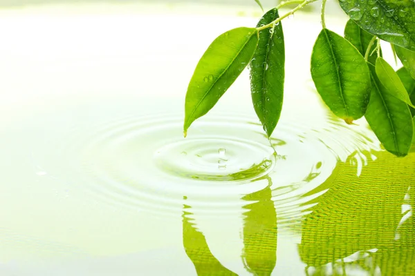 Green leaves with reflection in water — Stock Photo, Image