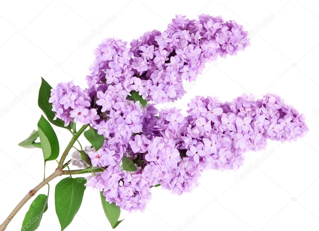 Beautiful lilac flowers isolated on white — Stock Photo © belchonock