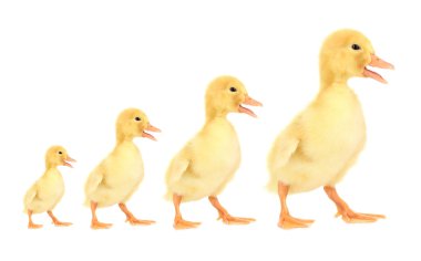 güzel ducklings farklı boyutlarda, küçük büyük, beyaz izole