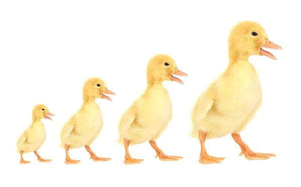 Güzel ducklings farklı boyutlarda, küçük büyük, beyaz izole — Stok fotoğraf