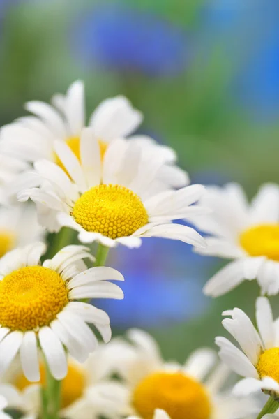 Krásné divoké camomiles, venku — Stock fotografie