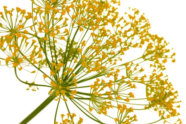 Dill flower isolated on white — Stock Photo, Image