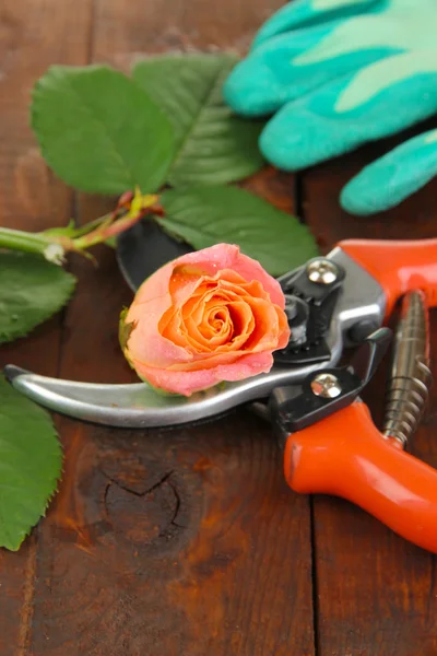 Garden secateurs and rose on wooden table close-up — Stock Photo, Image