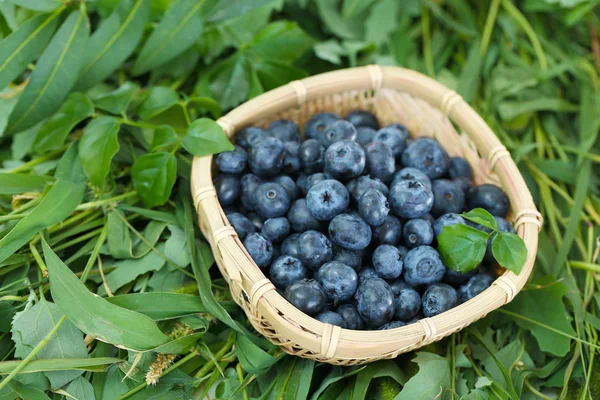 Blueberries in wooden basket on grass — Stock Photo, Image