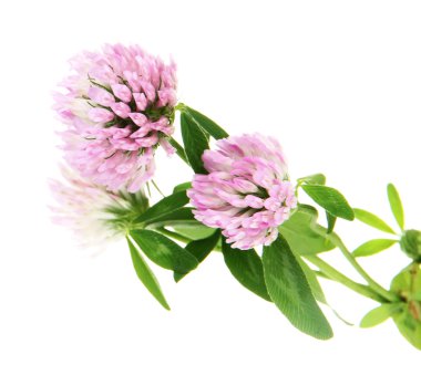 beyaz izole yonca çiçek