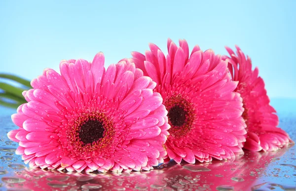 Beautiful pink gerbera flowers, close up — Stock Photo, Image