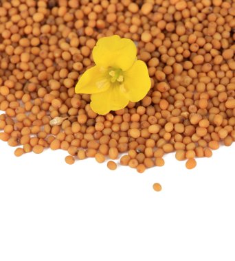 Hardal tohumu hardal çiçeği üzerinde beyaz izole ile