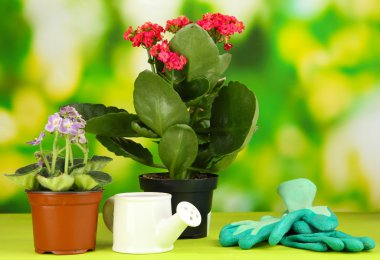 Tencere doğal zemin üzerine ahşap masa üzerine güzel çiçekler