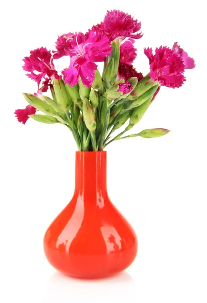 Bouquet of carnations in vase, isolated on white — Stock Photo, Image