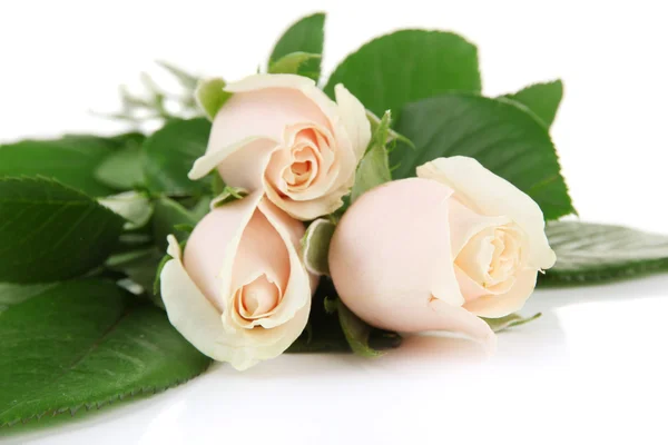 Belles roses, isolées sur blanc — Photo