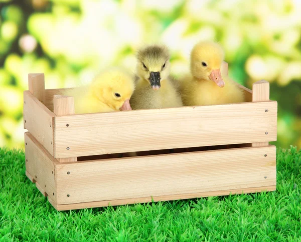 Kleine Entchen in Holzkiste auf Gras auf hellem Hintergrund — Stockfoto