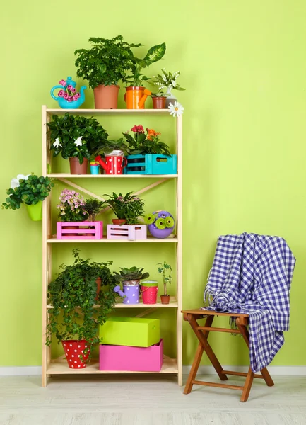 Many beautiful flowers in pots in room — Stock Photo, Image