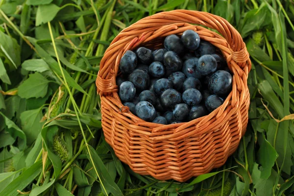 Bleuets dans un panier en bois sur herbe — Photo