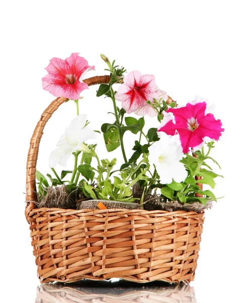 Petunias en macetas en la cesta aisladas en blanco — Foto de Stock