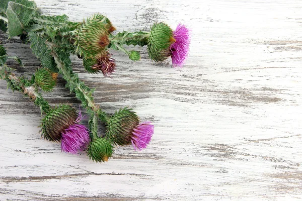 Flores de cardo em fundo de madeira — Fotografia de Stock