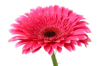 güzel pembe gerbera çiçek üzerinde beyaz izole