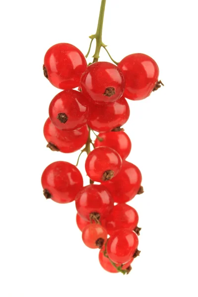 Gren av röda vinbär isolerad på vit — Stockfoto