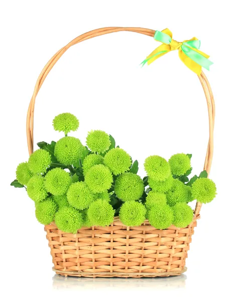 Beautiful green chrysanthemum in wicker basket isolated on white — Stock Photo, Image