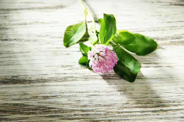 Flor de trébol con hojas sobre mesa de madera —  Fotos de Stock