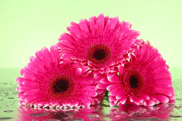 Hermosas flores de gerberas rosadas, de cerca — Foto de Stock