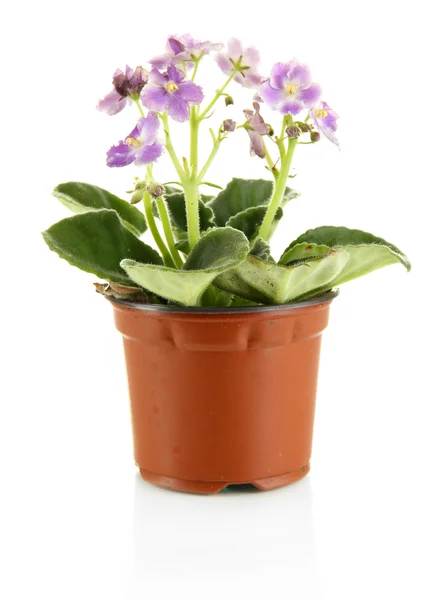 Hermosa flor en maceta aislada en blanco — Foto de Stock