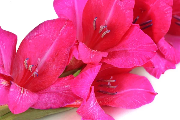 Bela flor gladiolus de perto — Fotografia de Stock