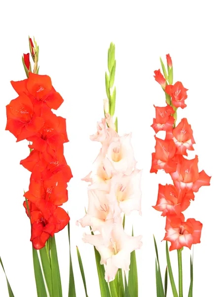 Красива квітка гладіолуса ізольована на білому — стокове фото