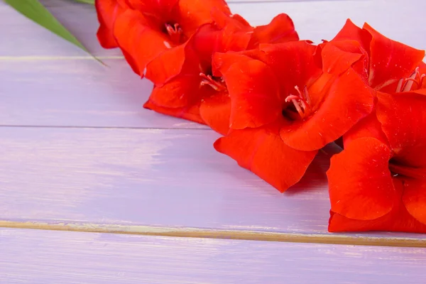 Belle fleur de gladiole sur fond en bois — Photo