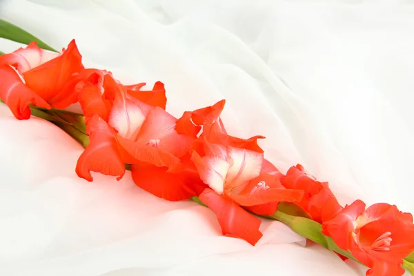 Hermosa flor de gladiolo sobre fondo de tela blanca — Foto de Stock