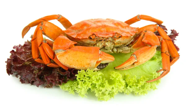 Crabe bouilli isolé sur blanc — Photo