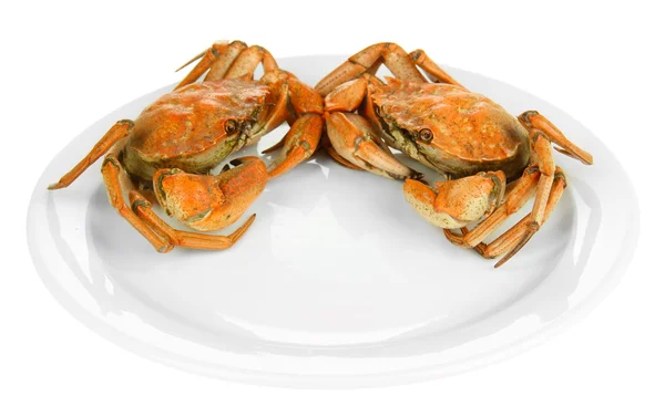 Boiled crab on white plate, isolated on white — Stock Photo, Image