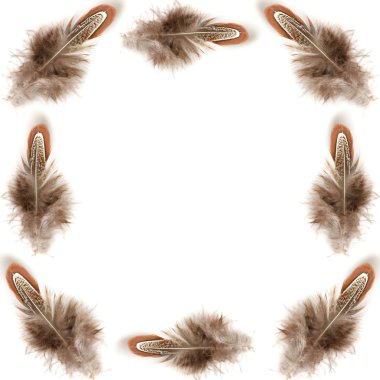 Dekoratif tüyler, üzerinde beyaz izole kare