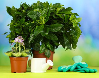 Tencere doğal zemin üzerine ahşap masa üzerine güzel çiçekler