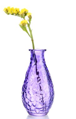 güzel yaz çiçek Vazoda beyaz izole