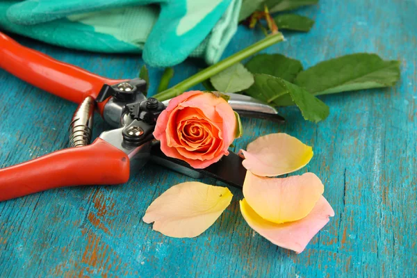 Zahradní zahradnické nůžky a rose na dřevěný stůl detail — Stock fotografie