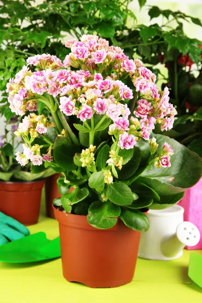 Beautiful flowers in pots on wooden table on natural background — Stock Photo, Image